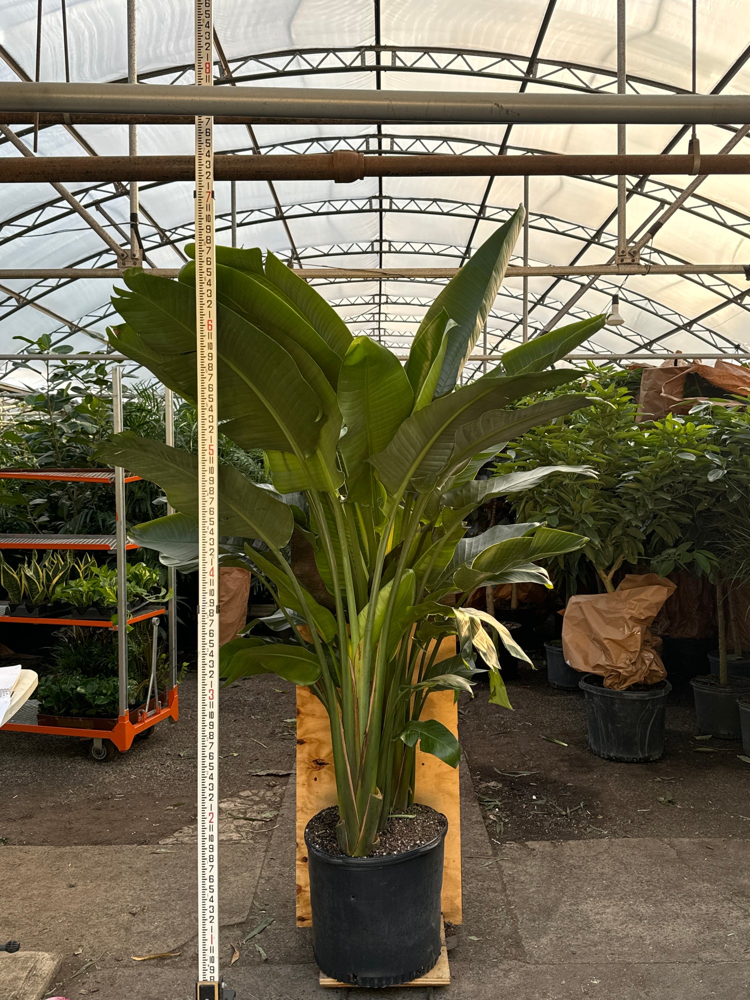 indoor large bird of paradise plant Buy Huge Bird of Paradise Online | Large Indoor Plant
