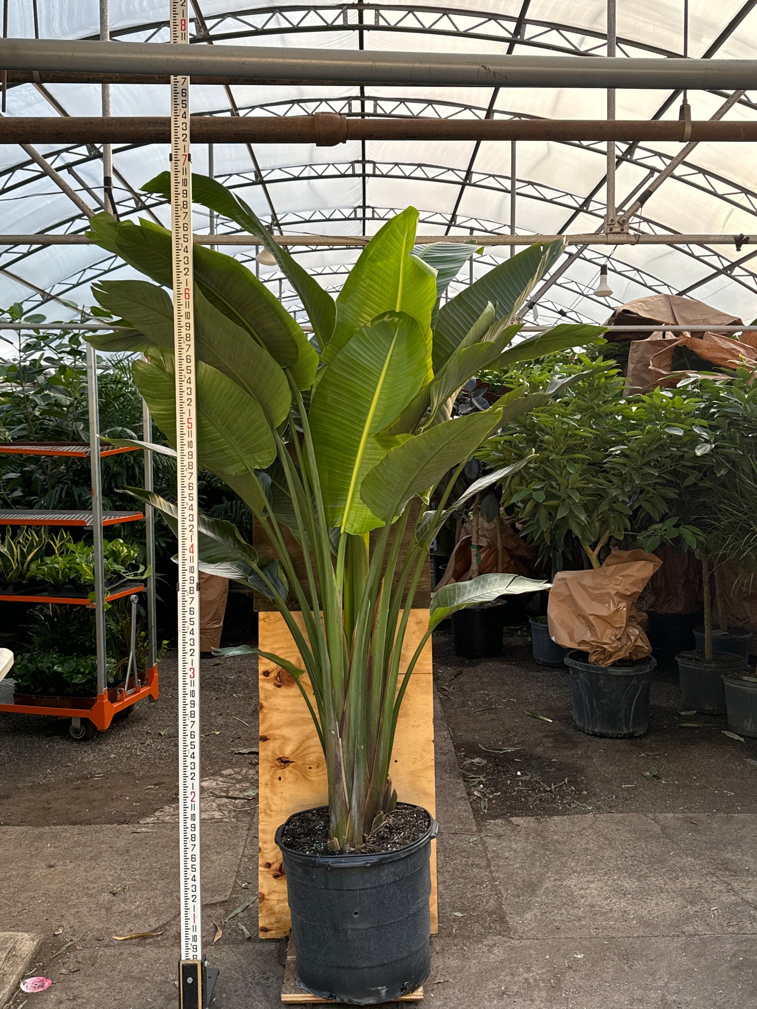 bird of paradise indoor plant for sale Huge Bird of Paradise