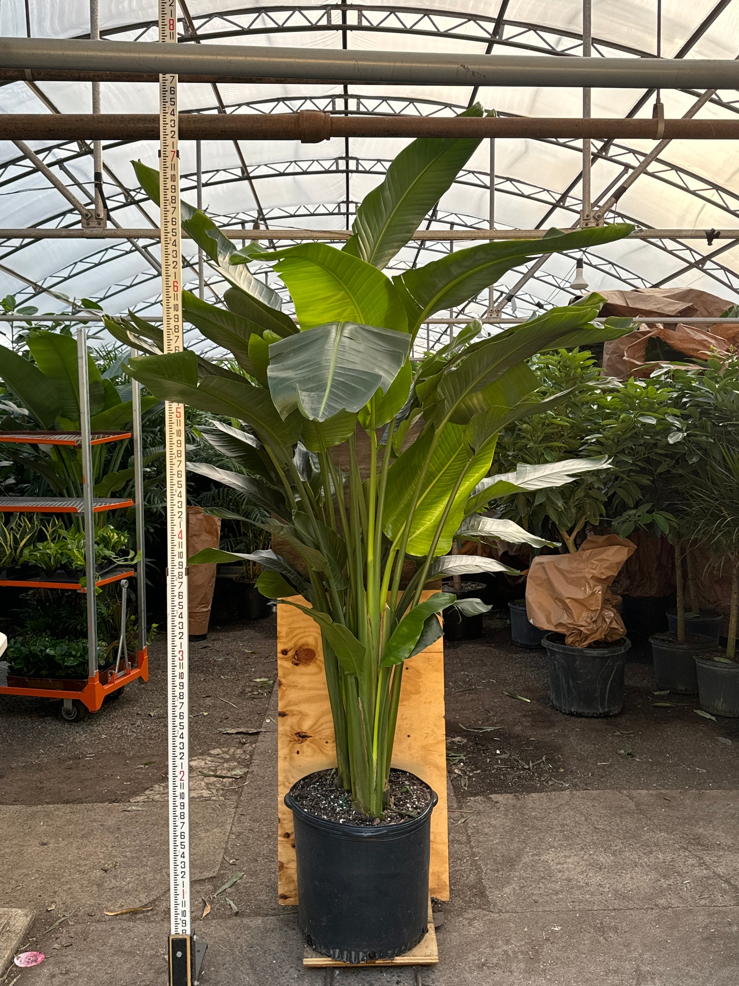 large bird of paradise plant indoor Buy Huge Bird of Paradise Online | Large Indoor Plant