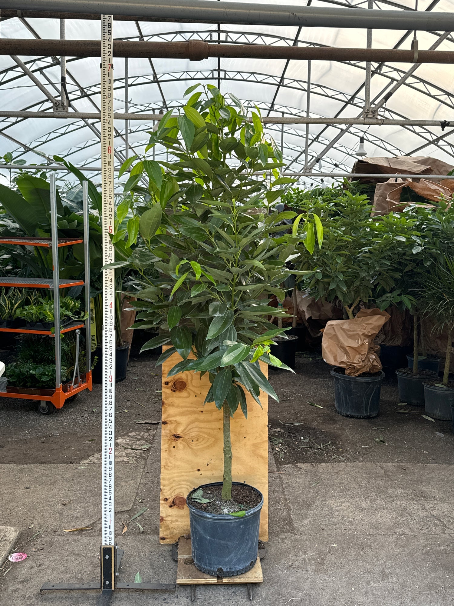 cinnamon plant buy Full Size Cinnamon Plant