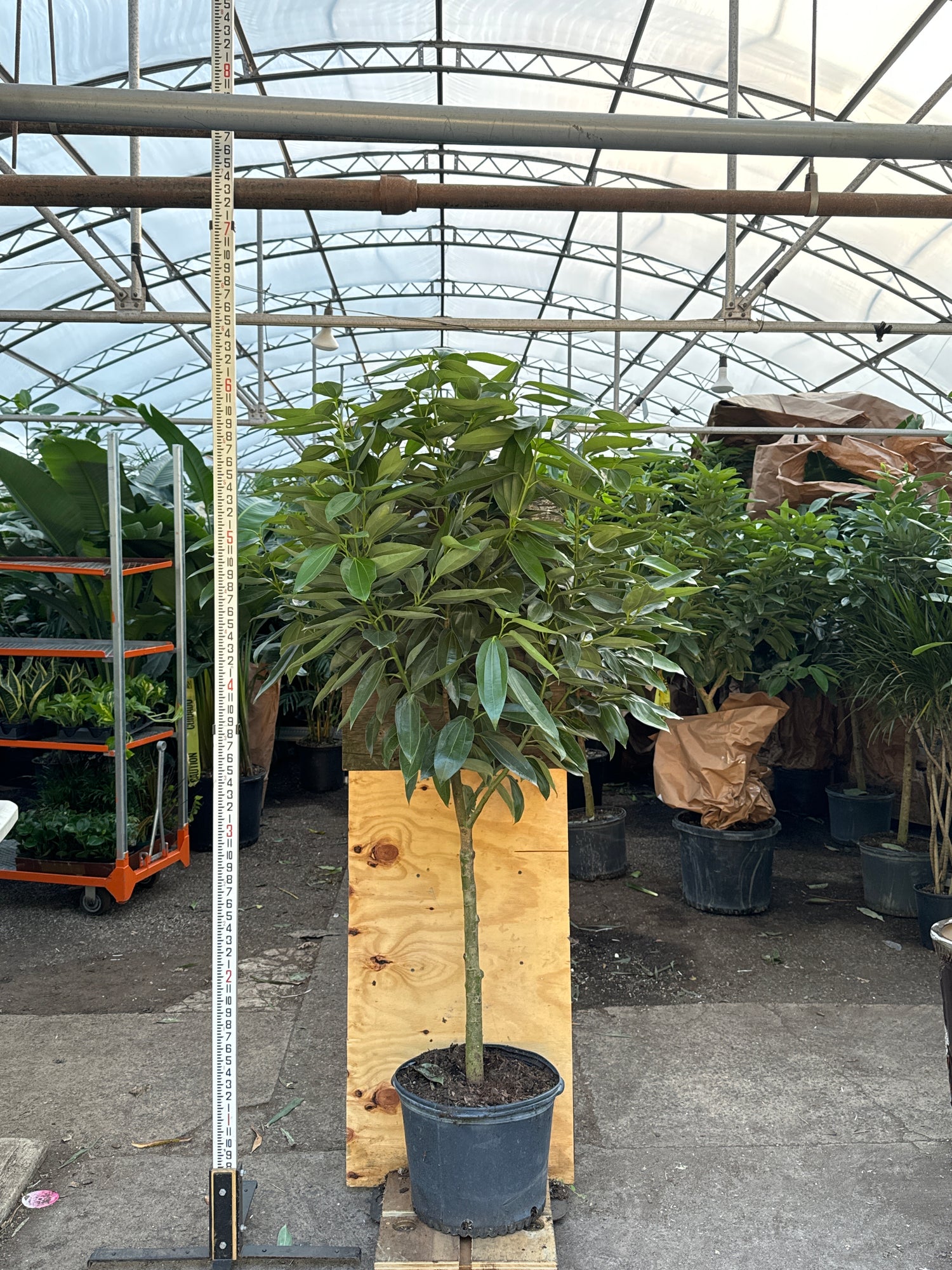 is cinnamon good for plants indoors Full Size Cinnamon Plant