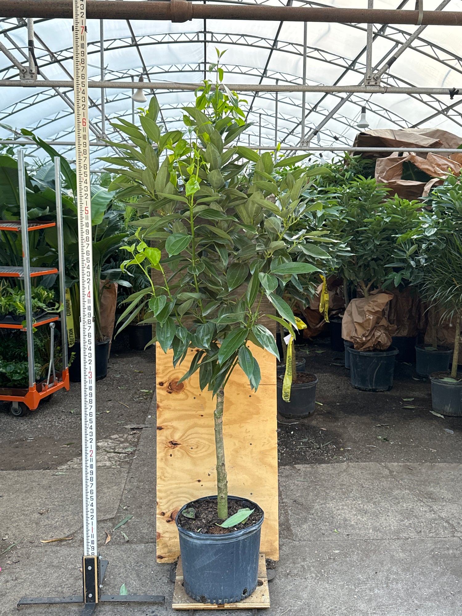 cinnamon plant nursery near me Full Size Cinnamon Plant