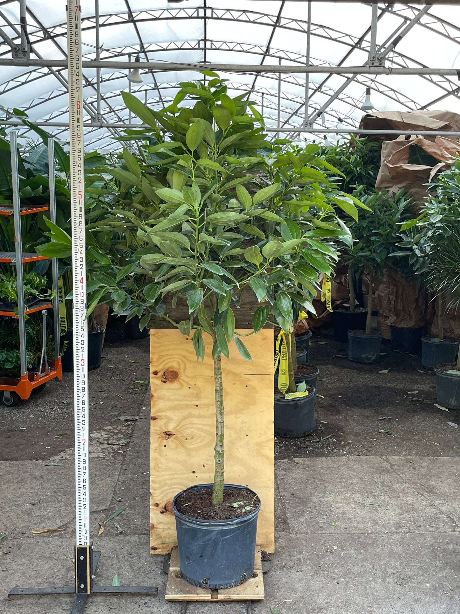 is cinnamon good for house plants Full Size Cinnamon Plant
