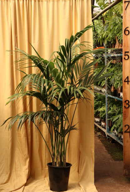 Full Size Kentia Palm