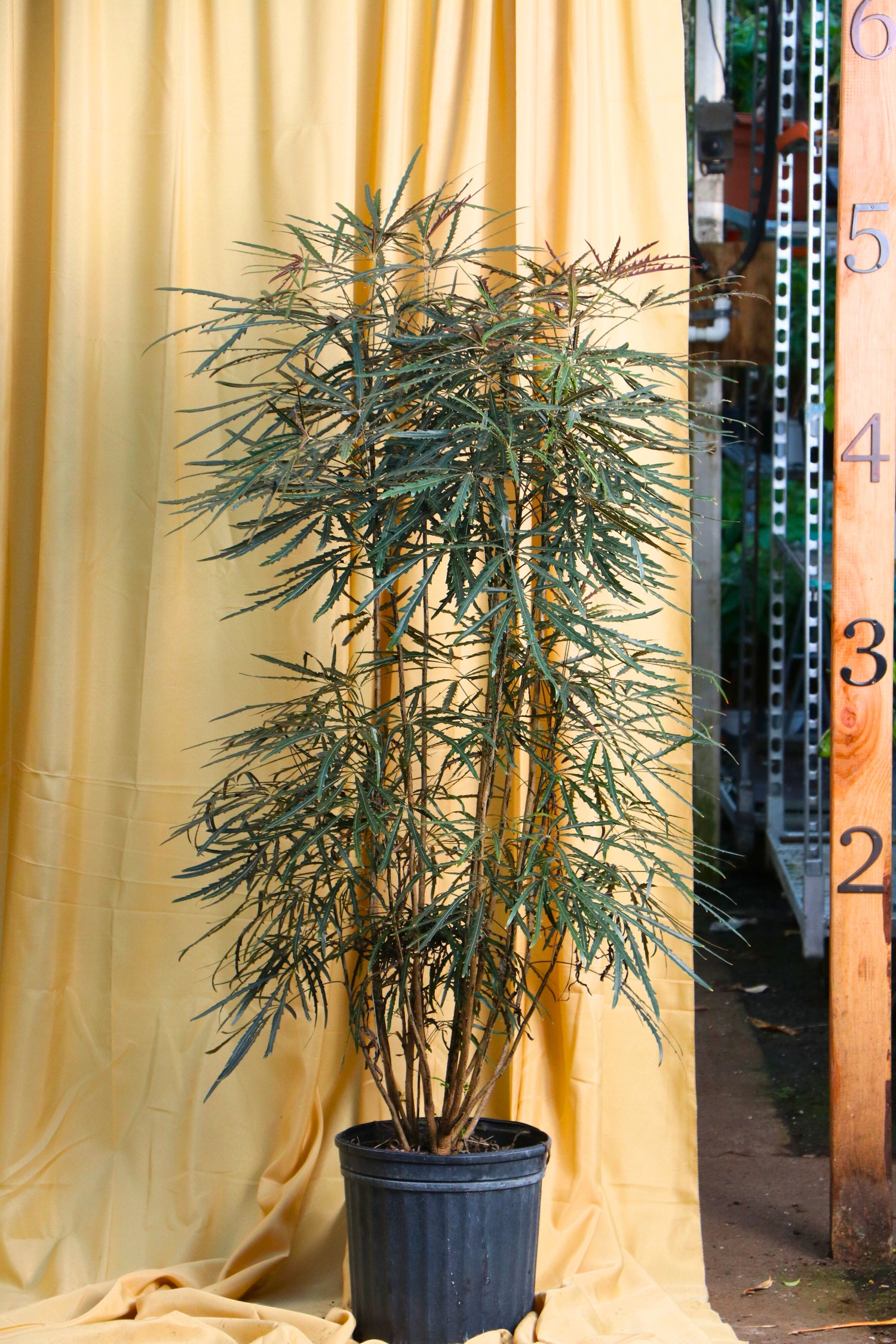 aralia house plant Full Size False Aralia