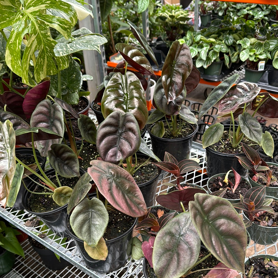 Medium Alocasia 'Red Secret' Cuprea – Dahing Plants