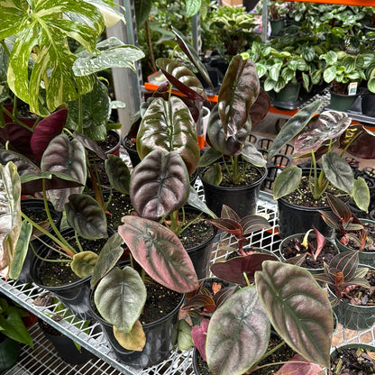 Medium Alocasia &