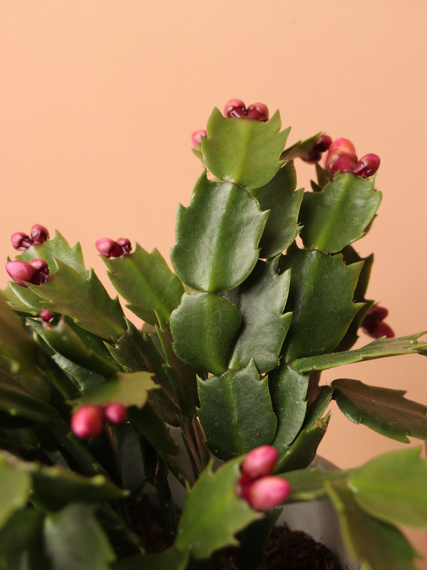 Medium Christmas Cactus