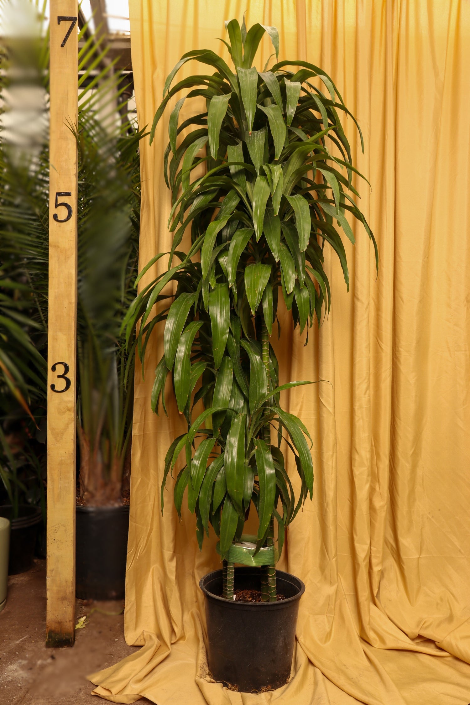 dracaena lisa indoor plant Full Size Lisa Cane