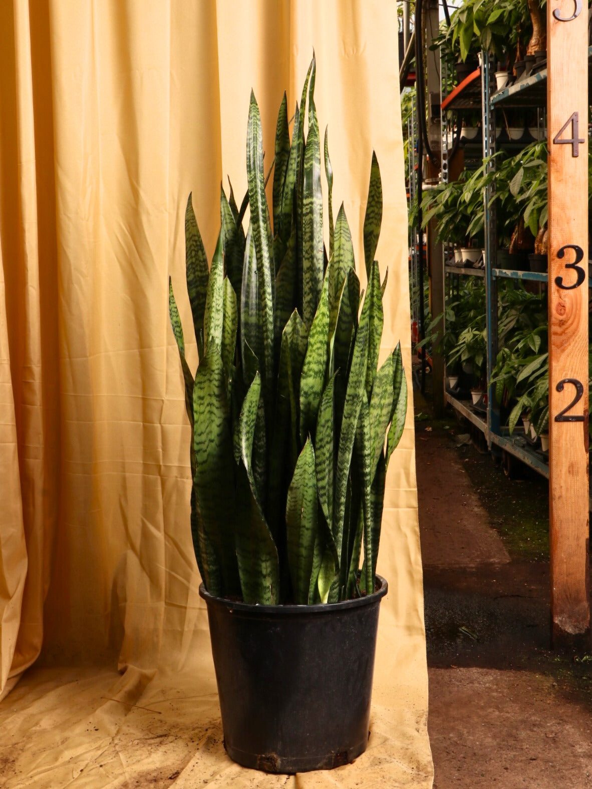 Full Size Green Snake Plant (Zeylanica)