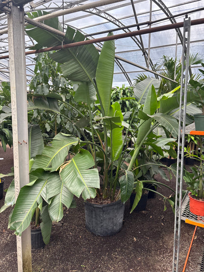 Large Bird Of Paradise (Imperfect)