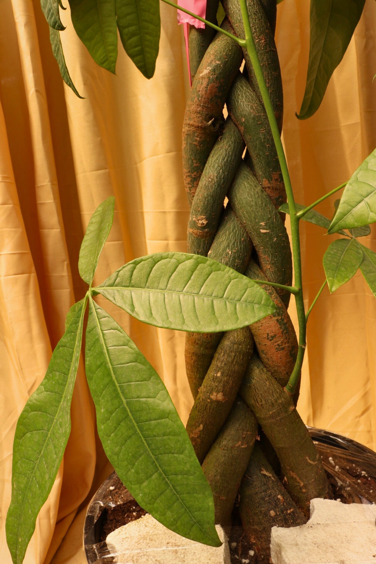 money tree drooping Buy Huge Money Tree Online | Large Indoor Plant