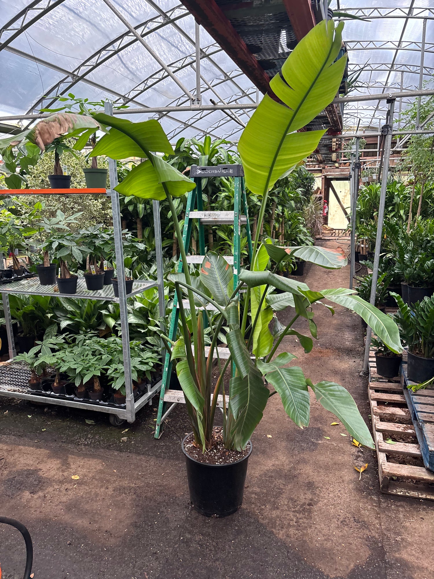 Large Bird Of Paradise (Imperfect)