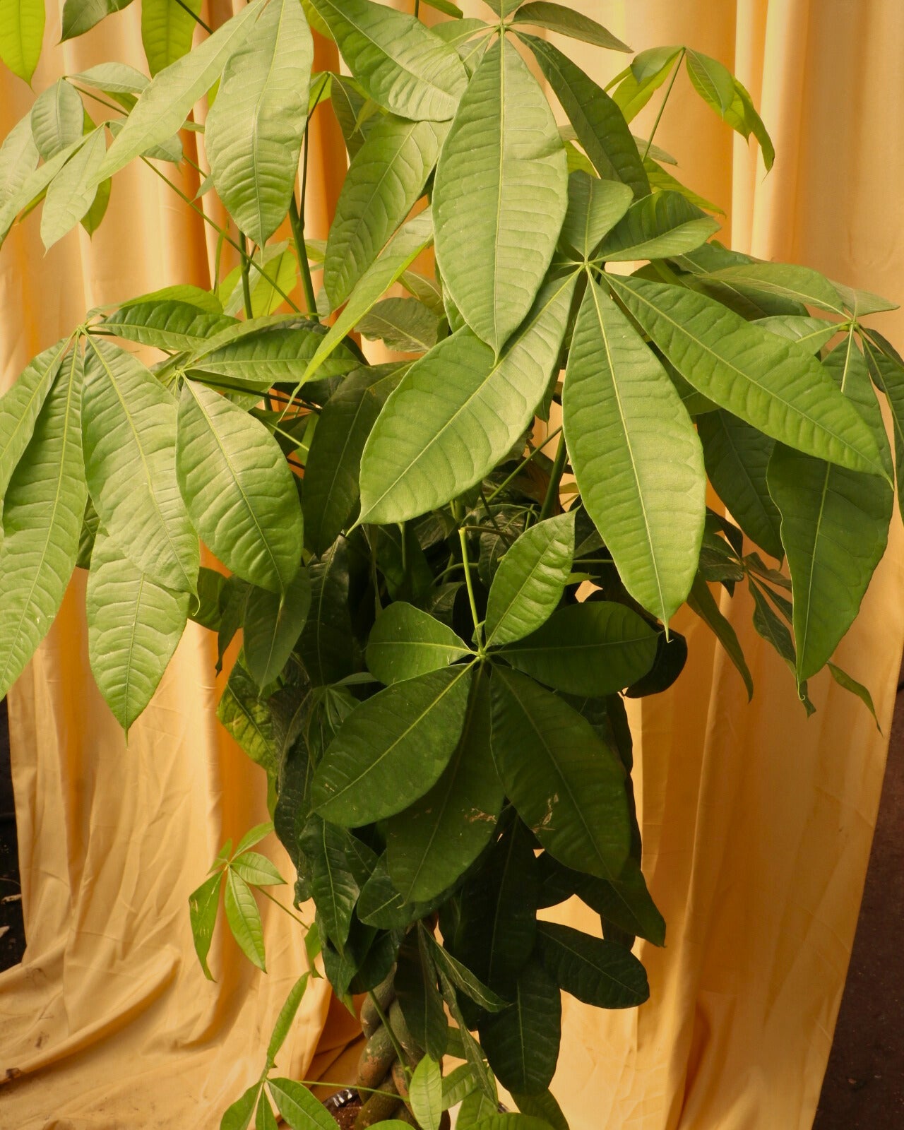 large money tree plant for sale 5-7ft Tall Money Tree: Good Luck and Great Looks