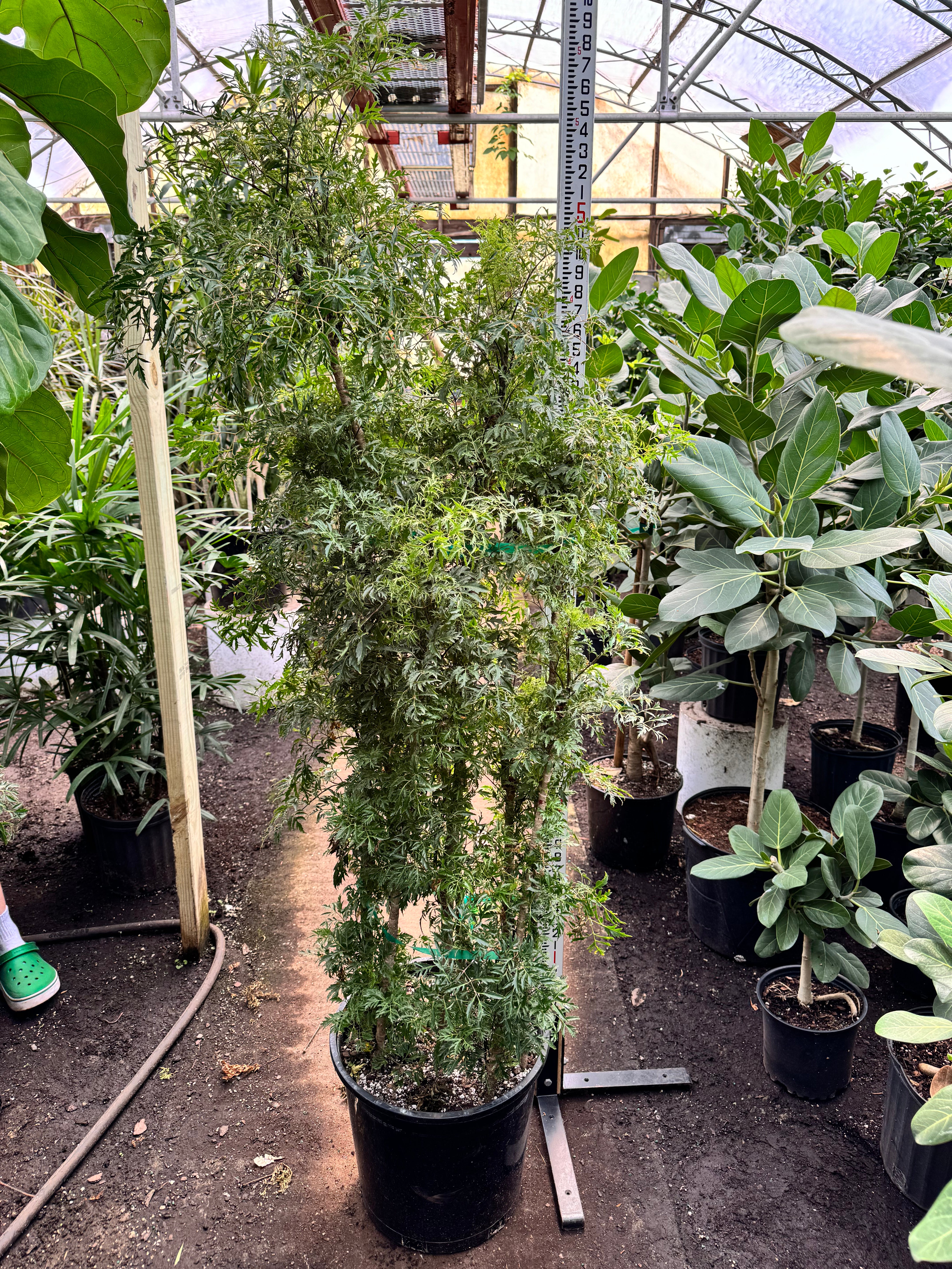 Full Size Ming Aralia 6-8ft