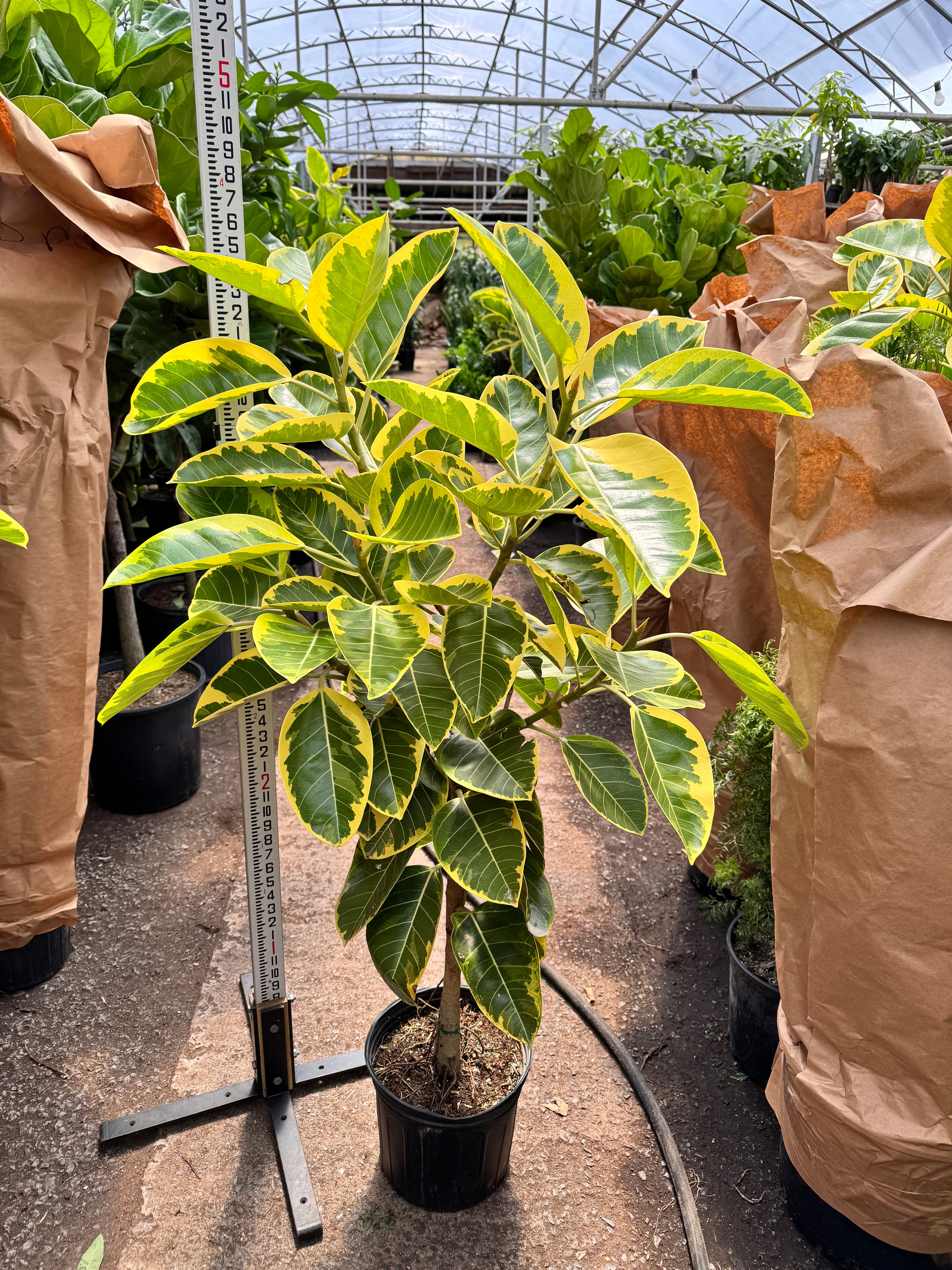 Buy Ficus Altissima Std Online | Large Indoor Plant | Dahing Plants