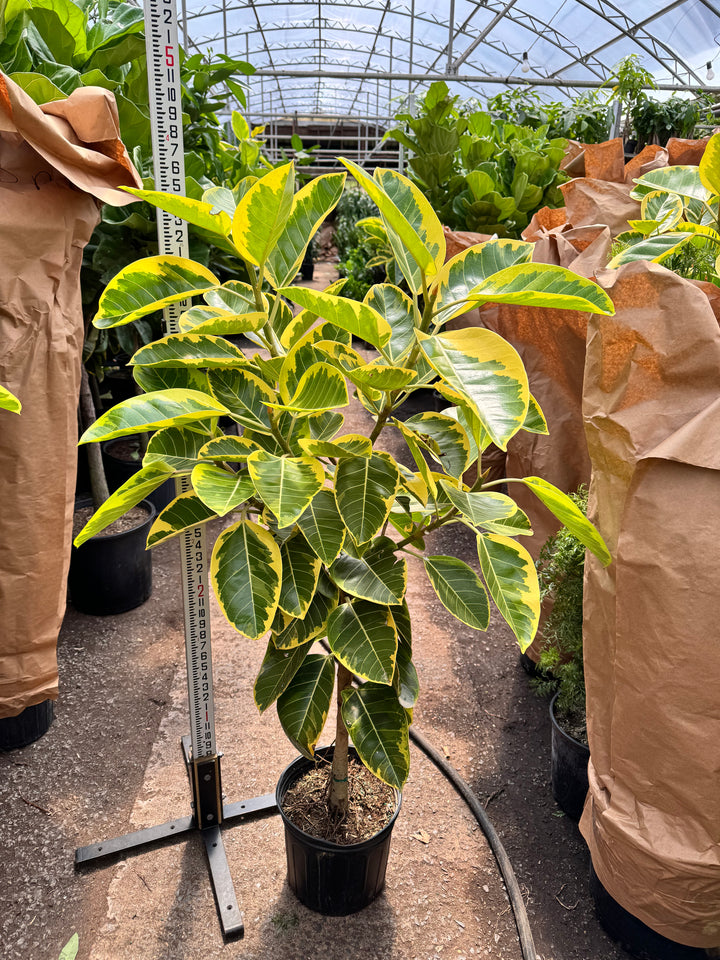 ★人気★Ficus altissima 7-10 FT Ficus 'Altissima' | Pick Your Perfect Plant Live – Pafe Plants