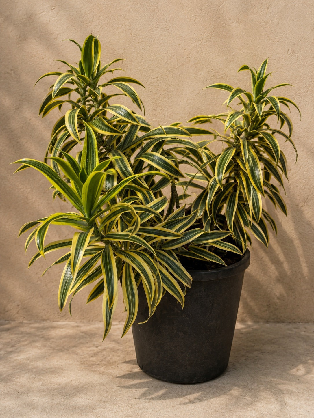 Large Dracaena &