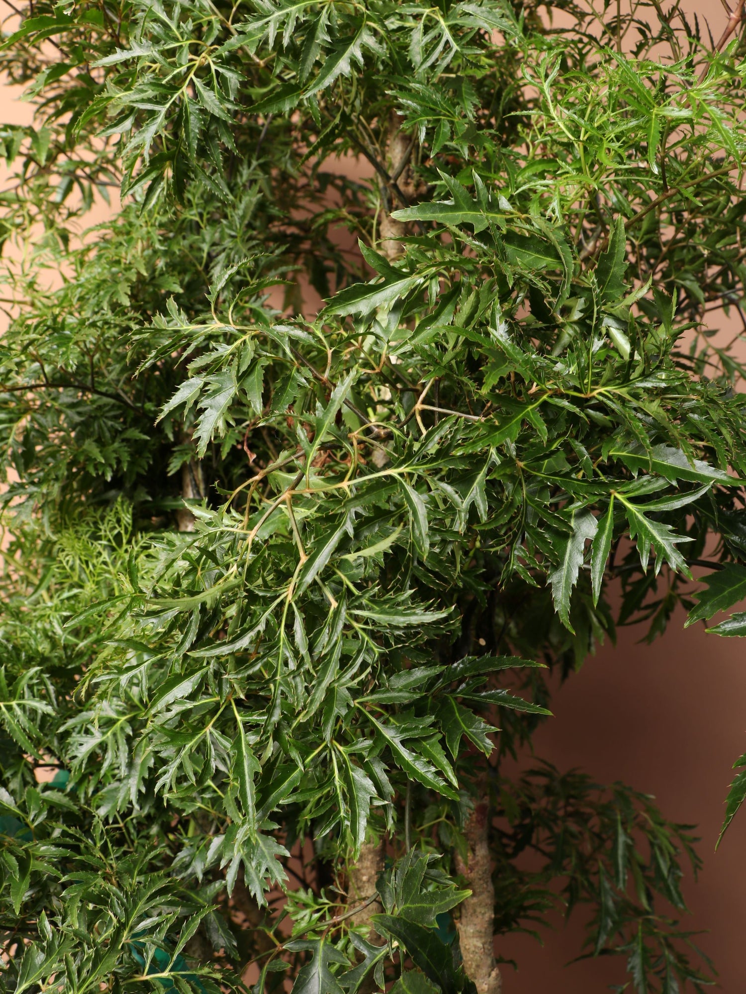 Full Size Ming Aralia