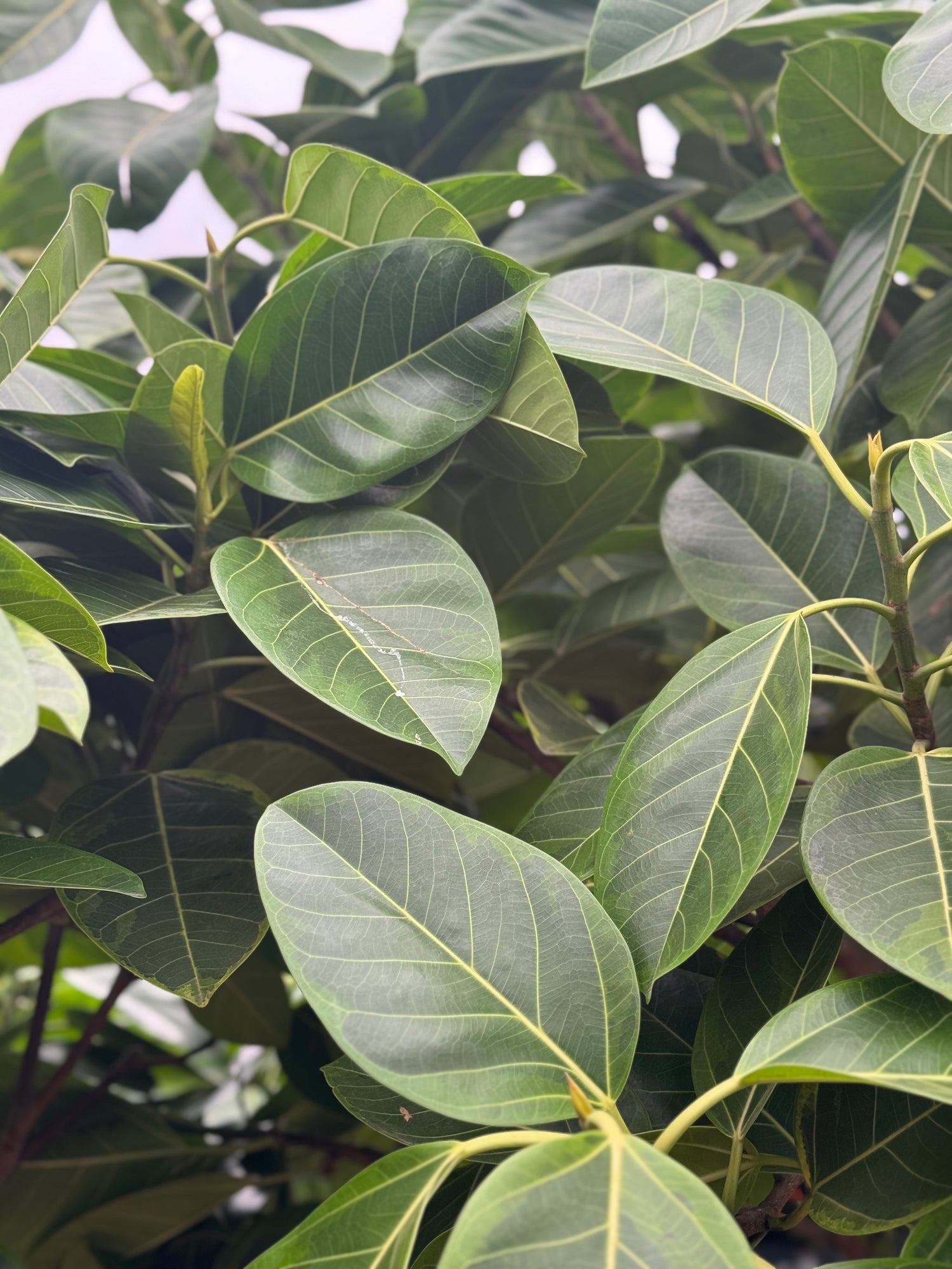 ficus altissima pet safe Giant Ficus 'Altissima'