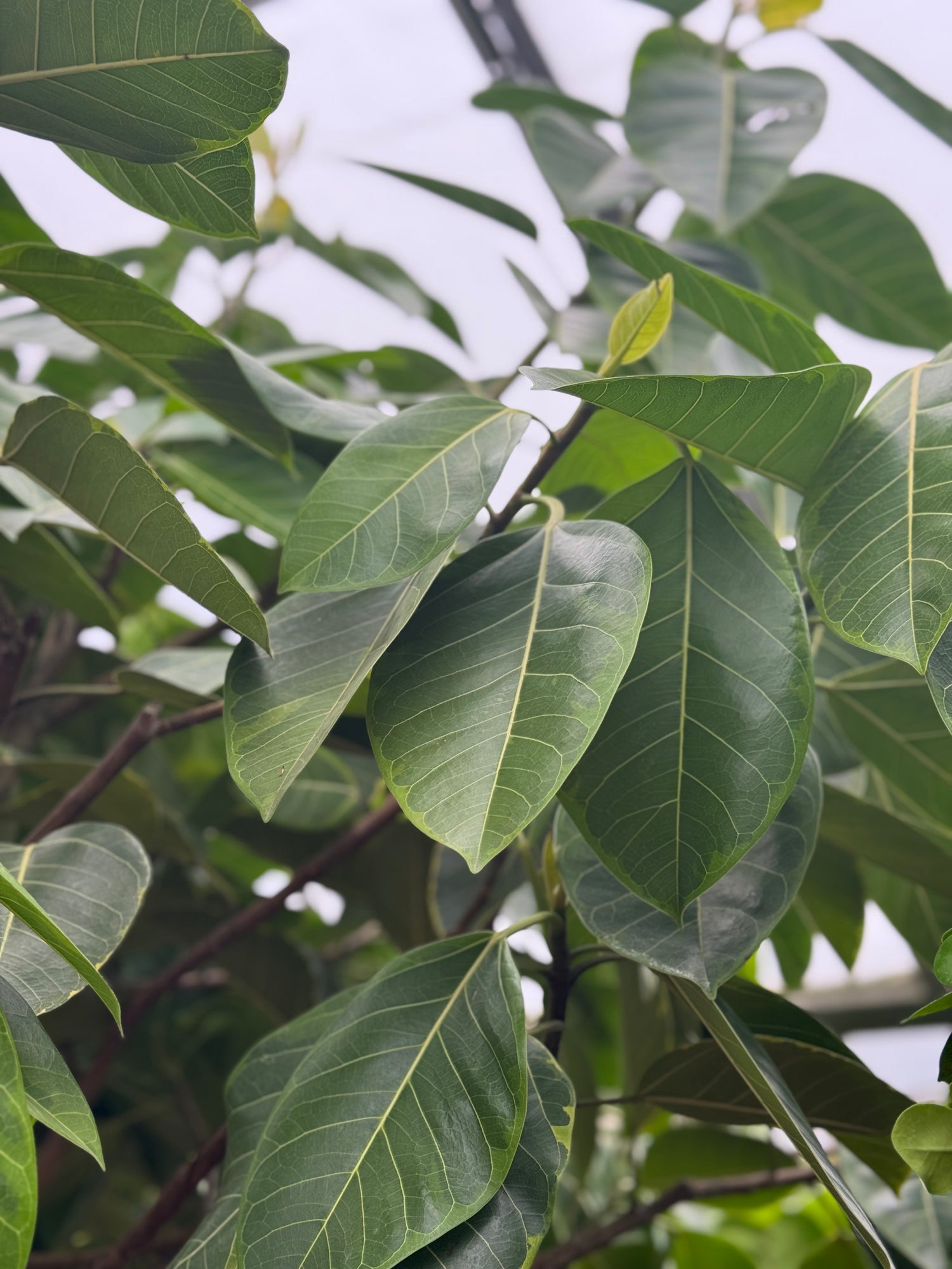ficus altissima pet safe Giant Ficus 'Altissima'