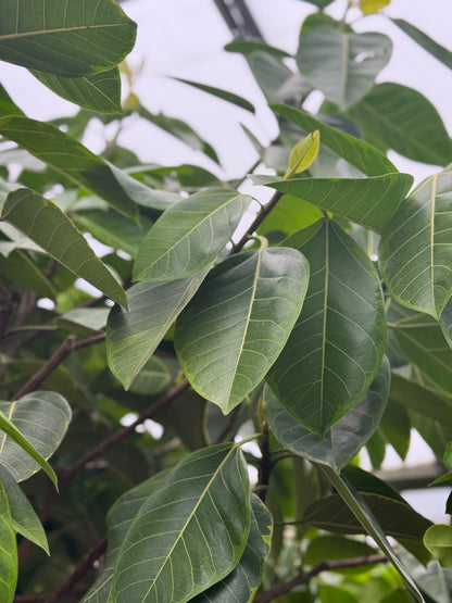 Close-up of vibrant Ficus Altissima Yellow Gem leaves, a premium indoor tree for luxury home and office landscaping by Dahing Plants.