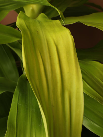Large Dracaena Janet Craig &