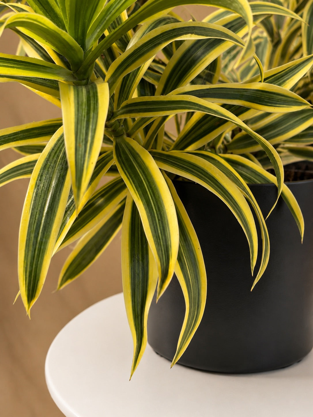Large Dracaena &