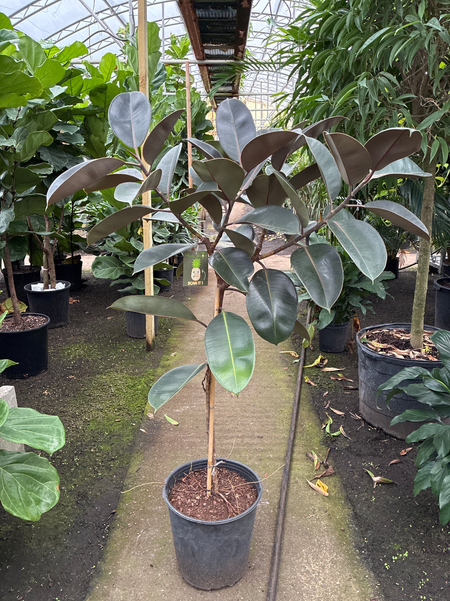 rubber tree plant for sale near me Full Size Rubber Tree STD (Mature Trunk)