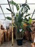 Tall potted plant with a measuring stick indicating its height, surrounded by brown bags.
