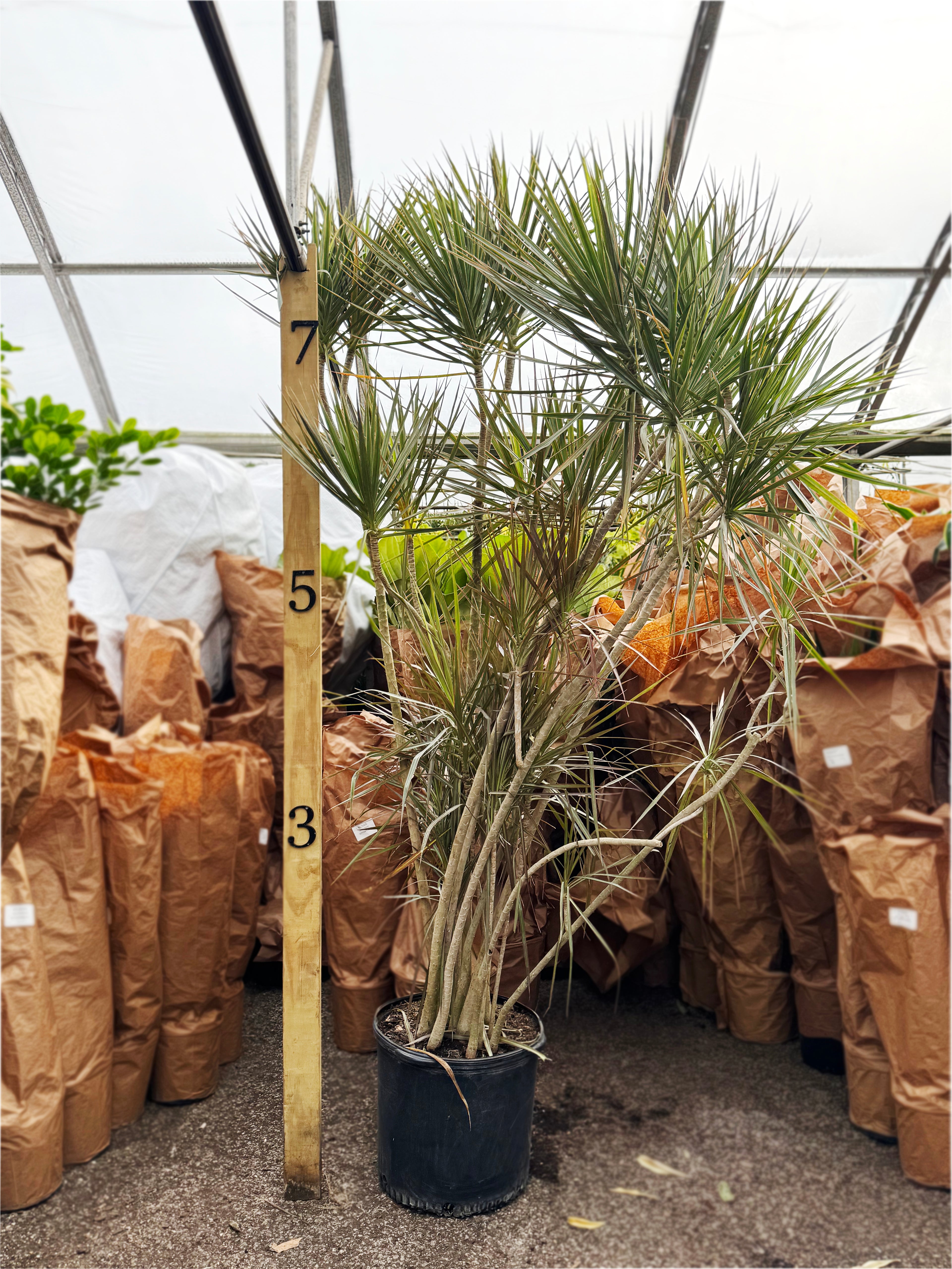 Giant Dracaena &