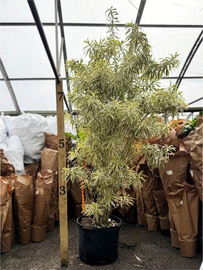 Tall potted plant in a greenhouse setting with brown bags and a wooden stake in the background.