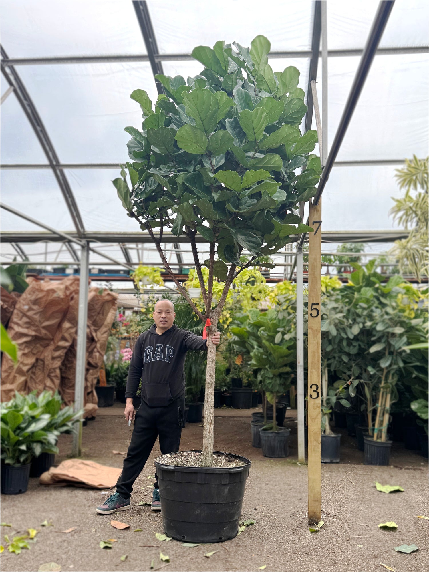 Person standing next to a large potted plant in a greenhouse setting