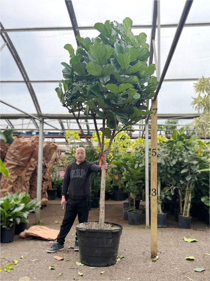 Person standing next to a large potted plant in a greenhouse setting