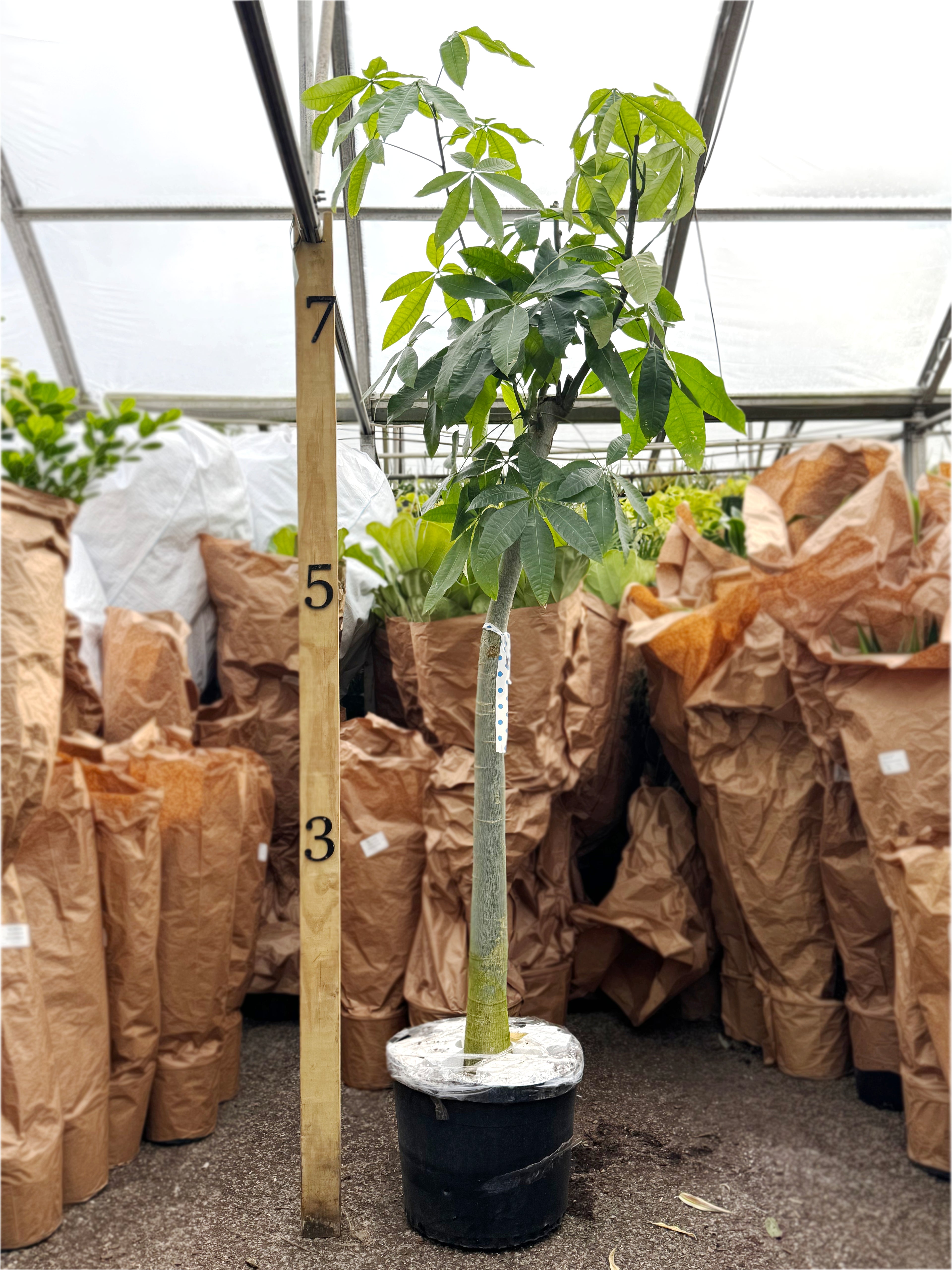 Giant Money Tree Stump