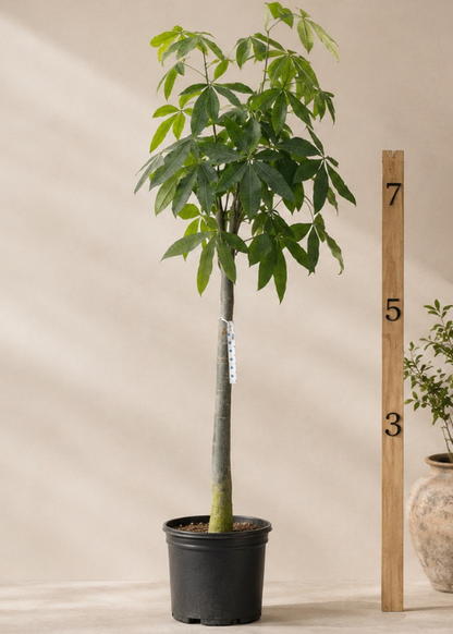 giant pot plants Giant Money Tree Stump