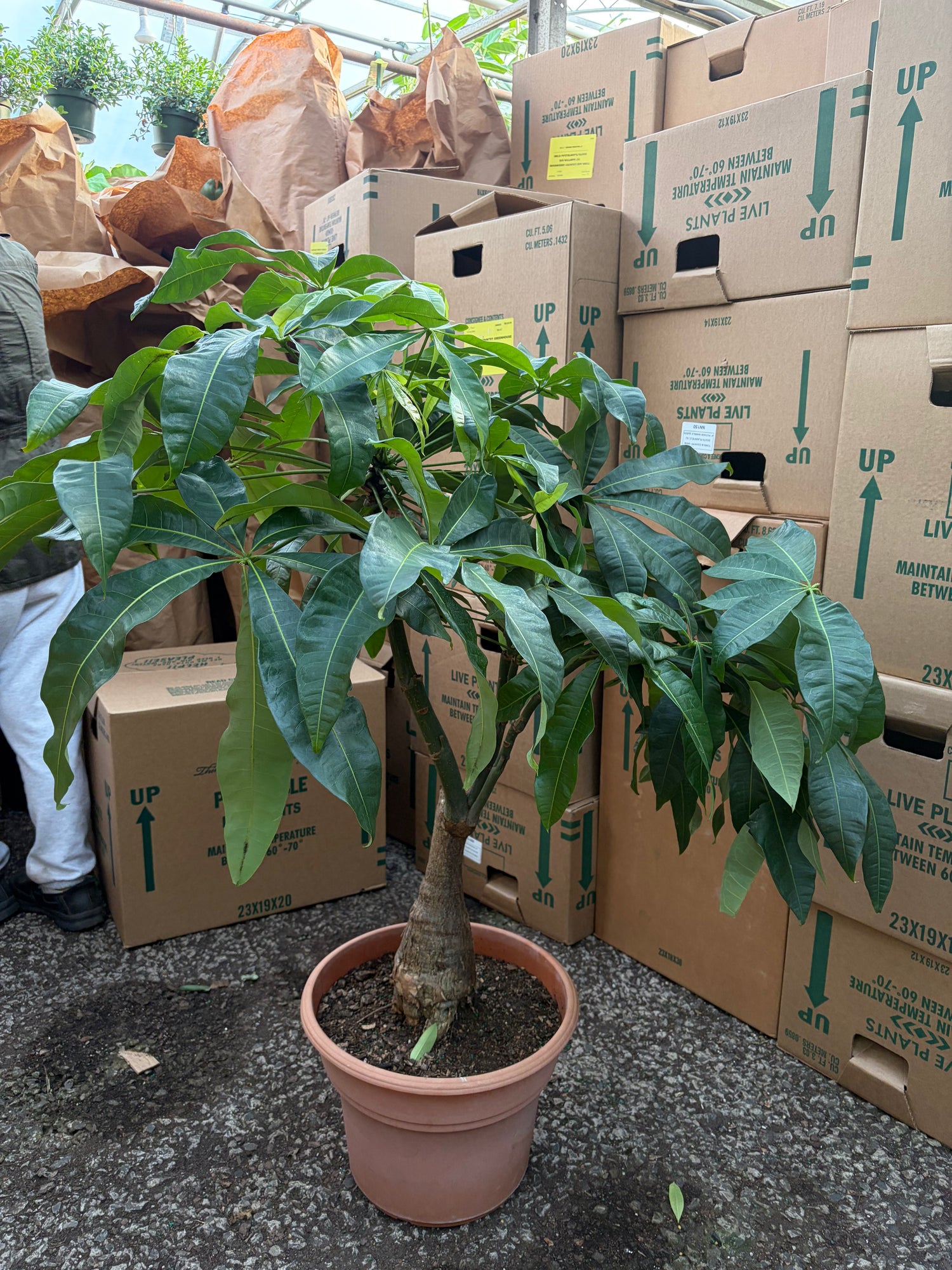 3-5 FT Money Tree Stump – Dahing Plants