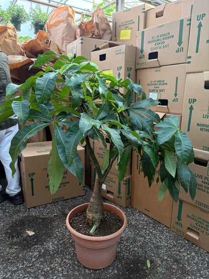cardboard money tree Buy Large Money Tree Stump Online | Large Indoor Plant