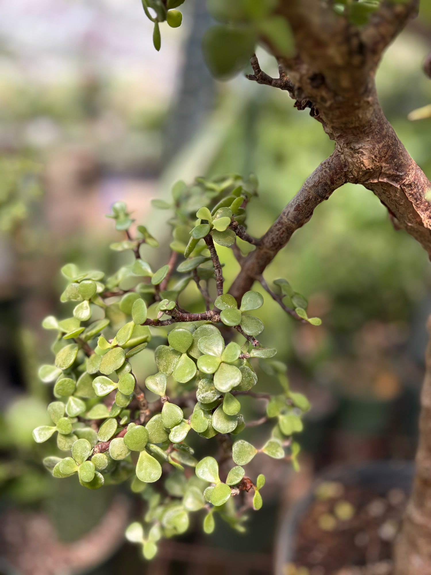elephant tree bonsai Buy Elephant Bush Bonsai Topiary Online | Indoor Tree