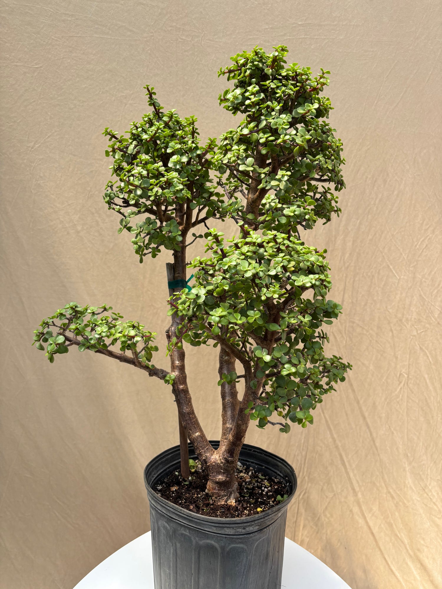 elephant bush succulent bonsai Buy Elephant Bush Bonsai Topiary Online | Indoor Tree