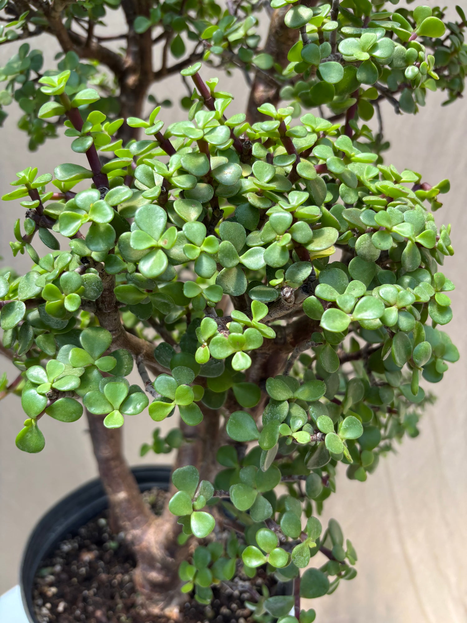 elephant tree bonsai Buy Elephant Bush Bonsai Topiary Online | Indoor Tree