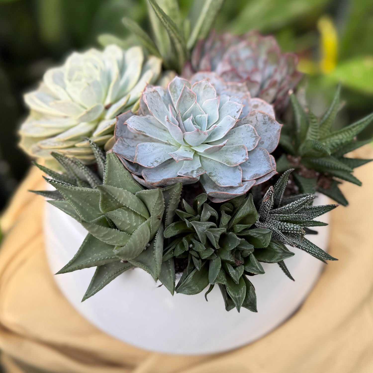 Succulent Garden