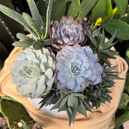 Succulent Garden