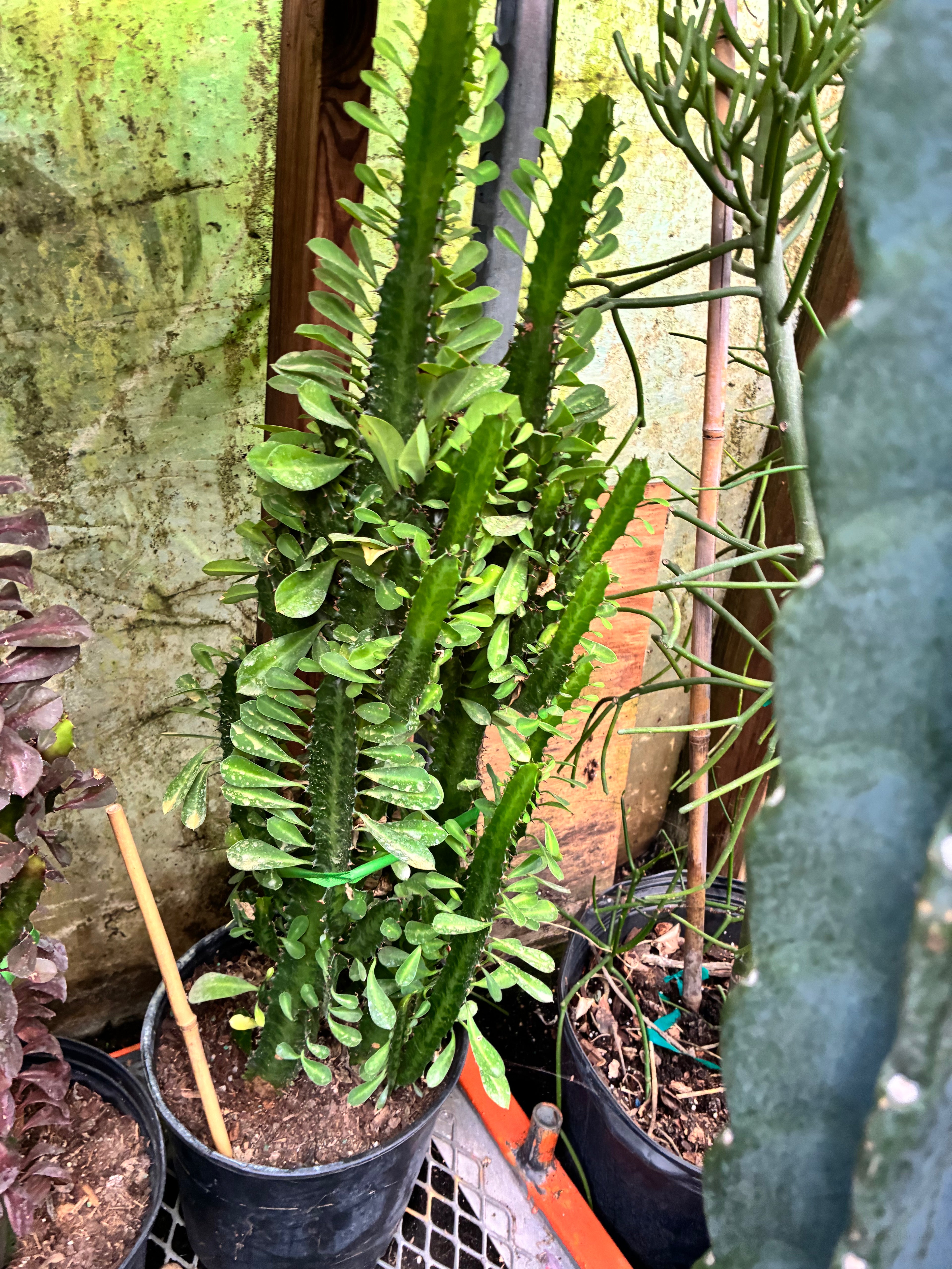 Large African Milk Tree (Cactus)