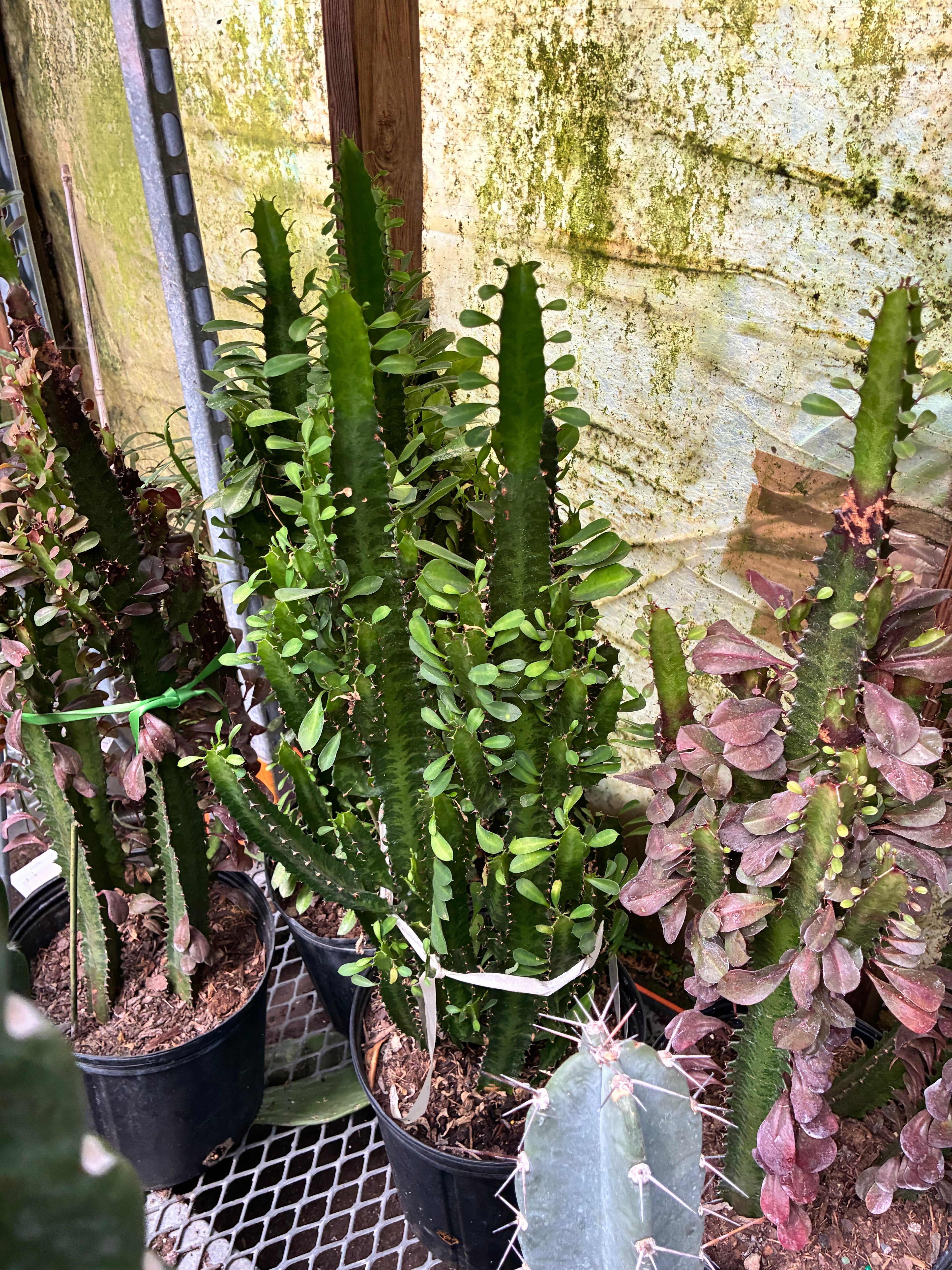Large African Milk Tree (Cactus)