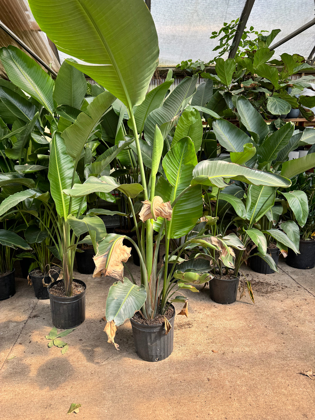 Large Bird Of Paradise (Imperfect)