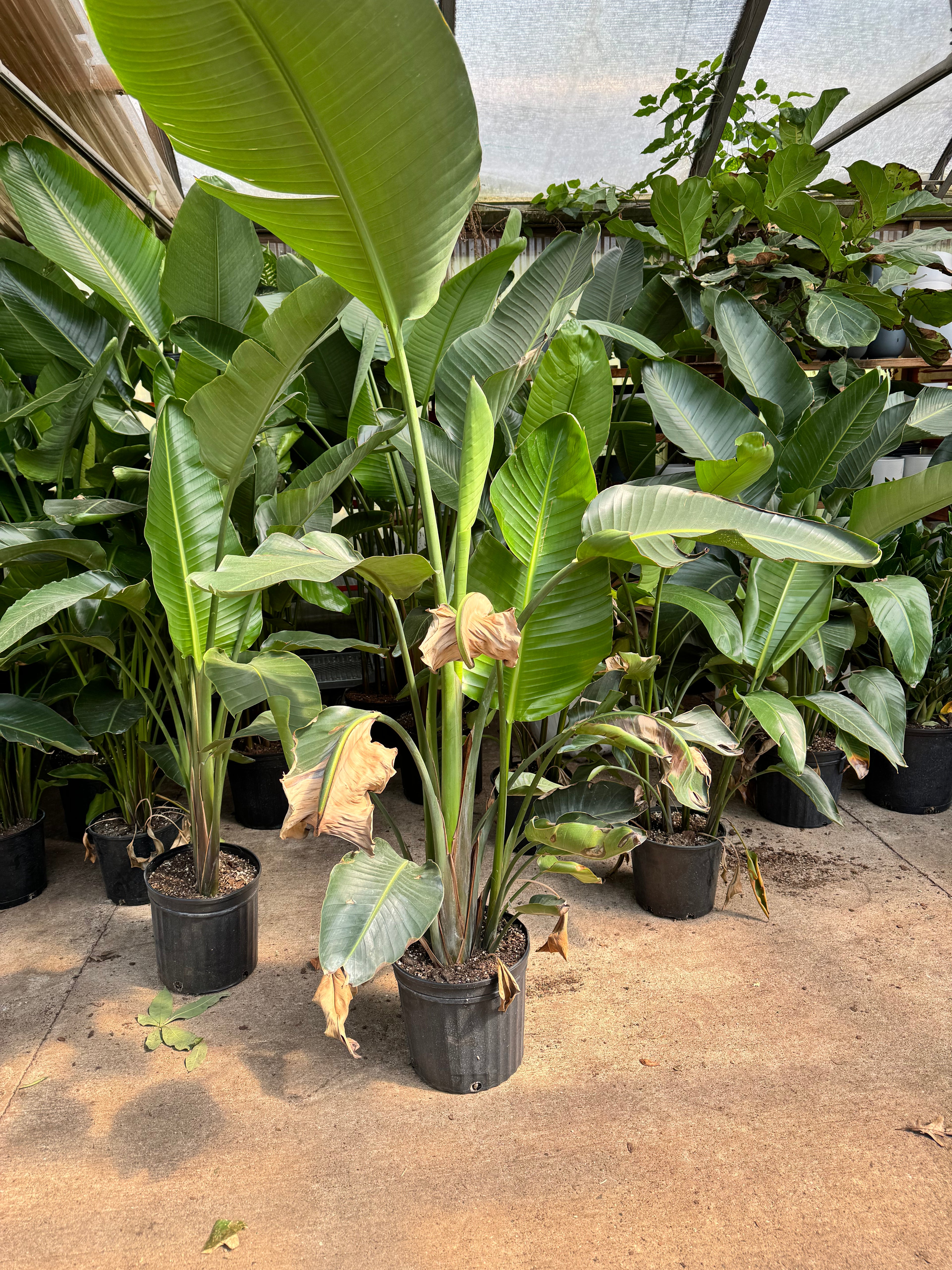Large Bird Of Paradise (Imperfect)