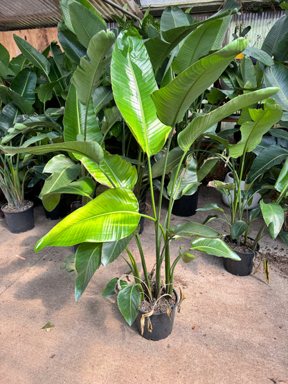 Large Bird Of Paradise (Imperfect)