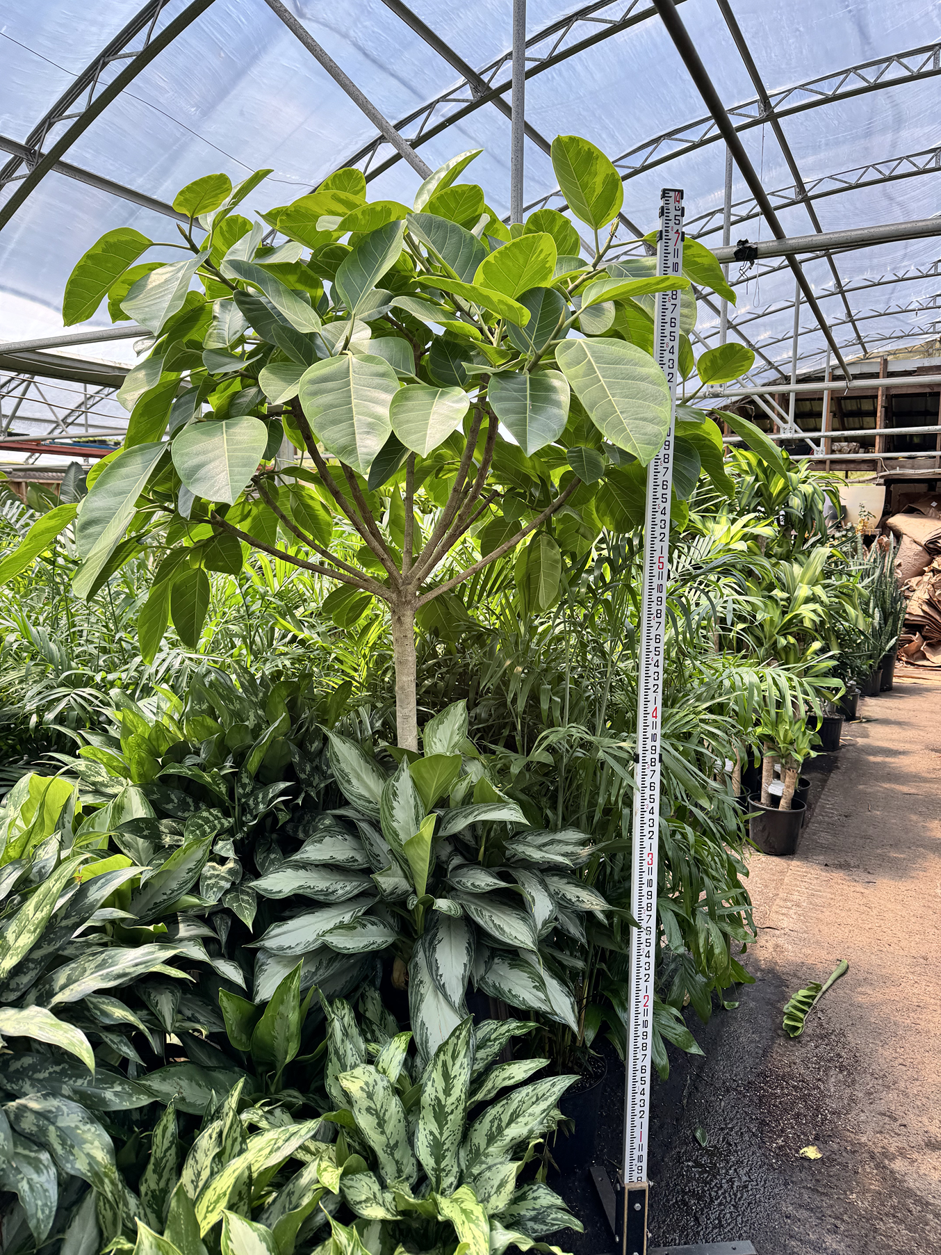 ficus altissima height Buy Huge Ficus 'Altissima' Online | Large Indoor Plant