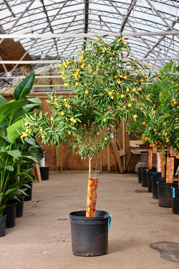 5.5-7FT Kumquat Tree – Dahing Plants
